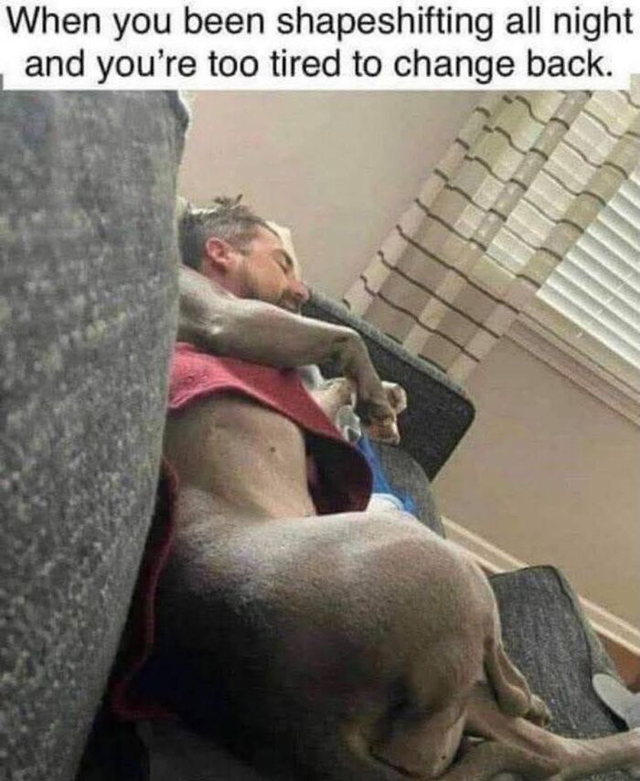 54 Hilarious Dog Memes That Prove Dogs Are Natural-Born Comedians, As Shared By This Page 54 Hilarious Dog Memes That Prove Dogs Are Natural-Born Comedians, As Shared By This Page