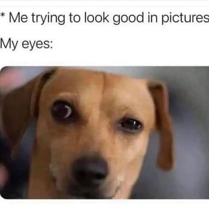 54 Hilarious Dog Memes That Prove Dogs Are Natural-Born Comedians, As Shared By This Page 54 Hilarious Dog Memes That Prove Dogs Are Natural-Born Comedians, As Shared By This Page