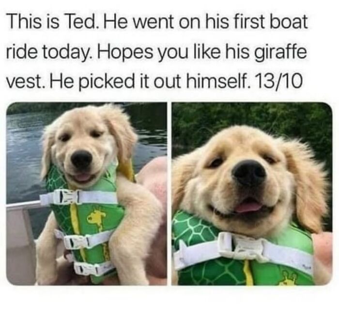 54 Hilarious Dog Memes That Prove Dogs Are Natural-Born Comedians, As Shared By This Page 54 Hilarious Dog Memes That Prove Dogs Are Natural-Born Comedians, As Shared By This Page