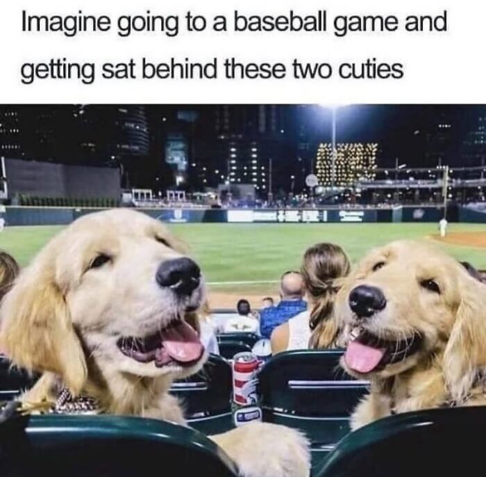 54 Hilarious Dog Memes That Prove Dogs Are Natural-Born Comedians, As Shared By This Page 54 Hilarious Dog Memes That Prove Dogs Are Natural-Born Comedians, As Shared By This Page