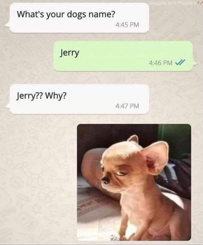 54 Hilarious Dog Memes That Prove Dogs Are Natural-Born Comedians, As Shared By This Page 54 Hilarious Dog Memes That Prove Dogs Are Natural-Born Comedians, As Shared By This Page