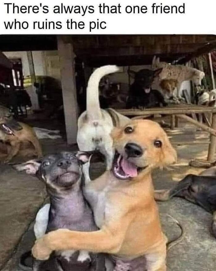54 Hilarious Dog Memes That Prove Dogs Are Natural-Born Comedians, As Shared By This Page 54 Hilarious Dog Memes That Prove Dogs Are Natural-Born Comedians, As Shared By This Page
