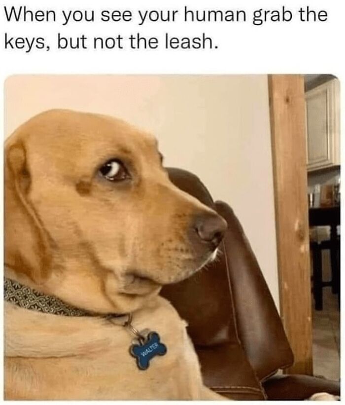 54 Hilarious Dog Memes That Prove Dogs Are Natural-Born Comedians, As Shared By This Page 54 Hilarious Dog Memes That Prove Dogs Are Natural-Born Comedians, As Shared By This Page