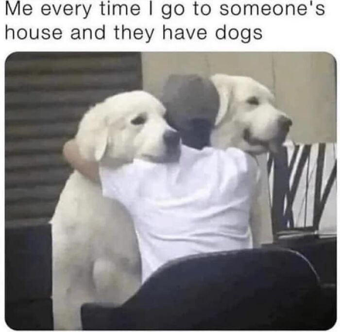 54 Hilarious Dog Memes That Prove Dogs Are Natural-Born Comedians, As Shared By This Page 54 Hilarious Dog Memes That Prove Dogs Are Natural-Born Comedians, As Shared By This Page