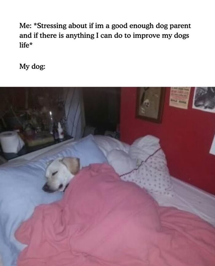 54 Hilarious Dog Memes That Prove Dogs Are Natural-Born Comedians, As Shared By This Page 54 Hilarious Dog Memes That Prove Dogs Are Natural-Born Comedians, As Shared By This Page