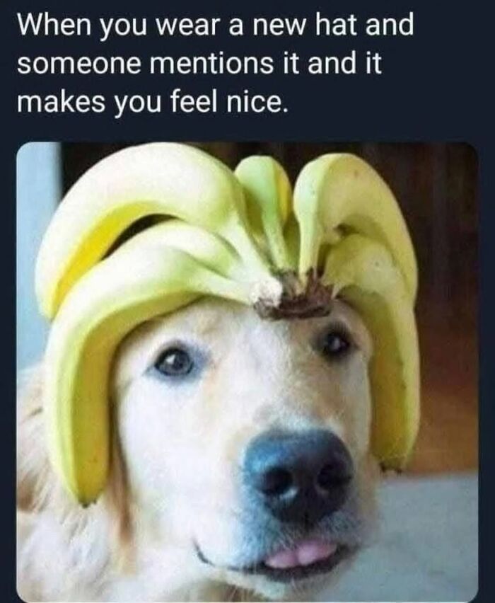 54 Hilarious Dog Memes That Prove Dogs Are Natural-Born Comedians, As Shared By This Page 54 Hilarious Dog Memes That Prove Dogs Are Natural-Born Comedians, As Shared By This Page