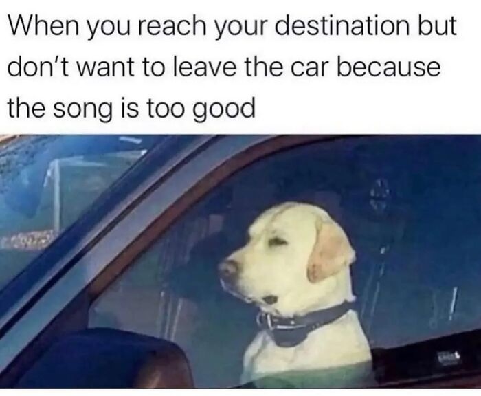 54 Hilarious Dog Memes That Prove Dogs Are Natural-Born Comedians, As Shared By This Page 54 Hilarious Dog Memes That Prove Dogs Are Natural-Born Comedians, As Shared By This Page