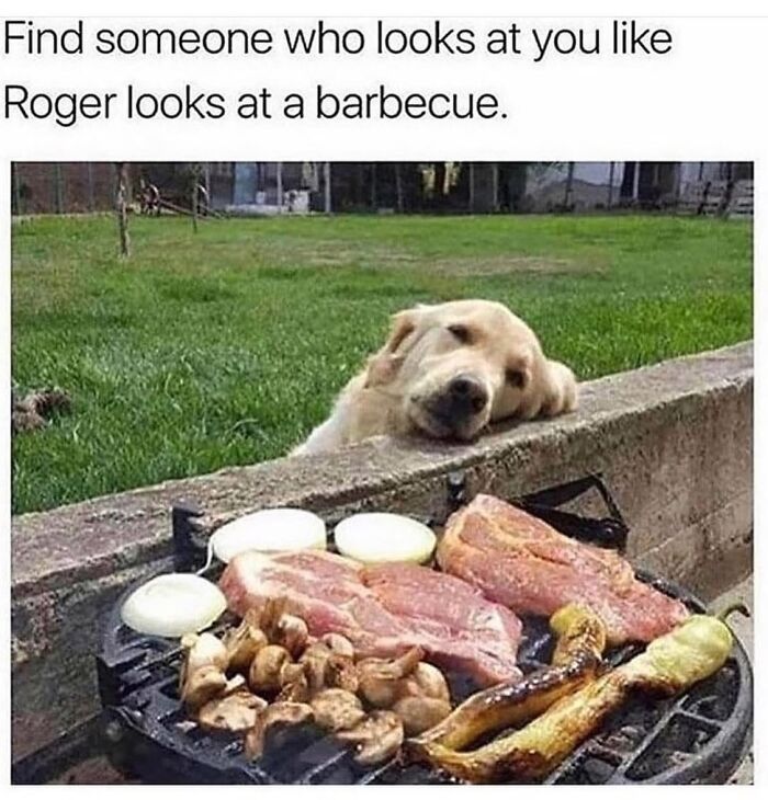 54 Hilarious Dog Memes That Prove Dogs Are Natural-Born Comedians, As Shared By This Page 54 Hilarious Dog Memes That Prove Dogs Are Natural-Born Comedians, As Shared By This Page