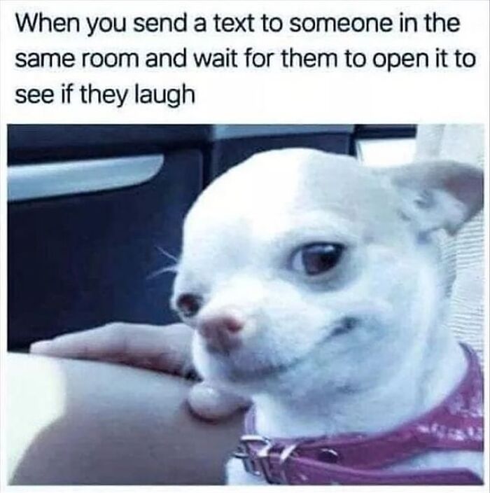 54 Hilarious Dog Memes That Prove Dogs Are Natural-Born Comedians, As Shared By This Page 54 Hilarious Dog Memes That Prove Dogs Are Natural-Born Comedians, As Shared By This Page