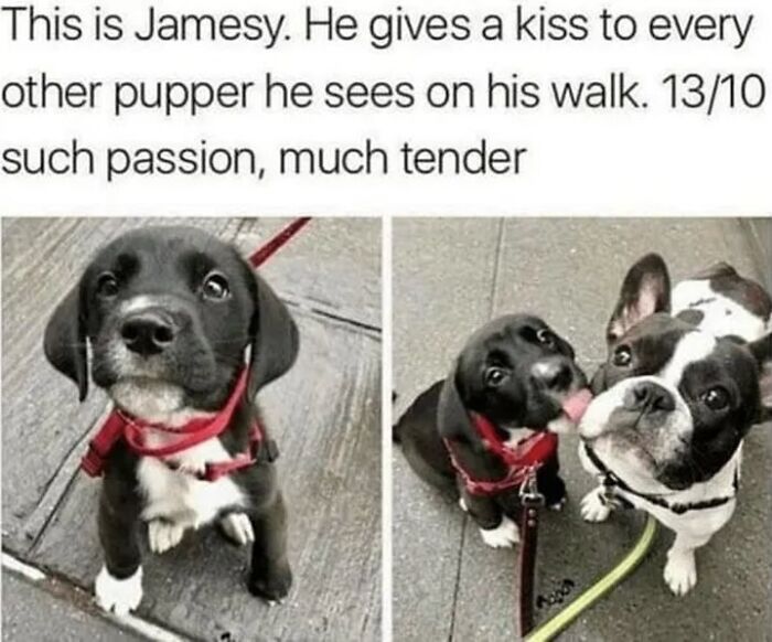 54 Hilarious Dog Memes That Prove Dogs Are Natural-Born Comedians, As Shared By This Page 54 Hilarious Dog Memes That Prove Dogs Are Natural-Born Comedians, As Shared By This Page