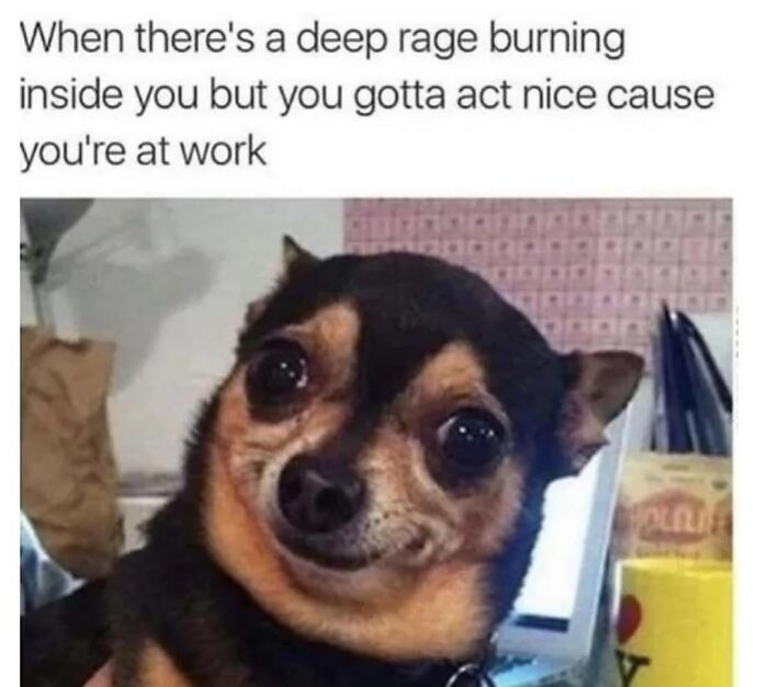 54 Hilarious Dog Memes That Prove Dogs Are Natural-Born Comedians, As Shared By This Page 54 Hilarious Dog Memes That Prove Dogs Are Natural-Born Comedians, As Shared By This Page