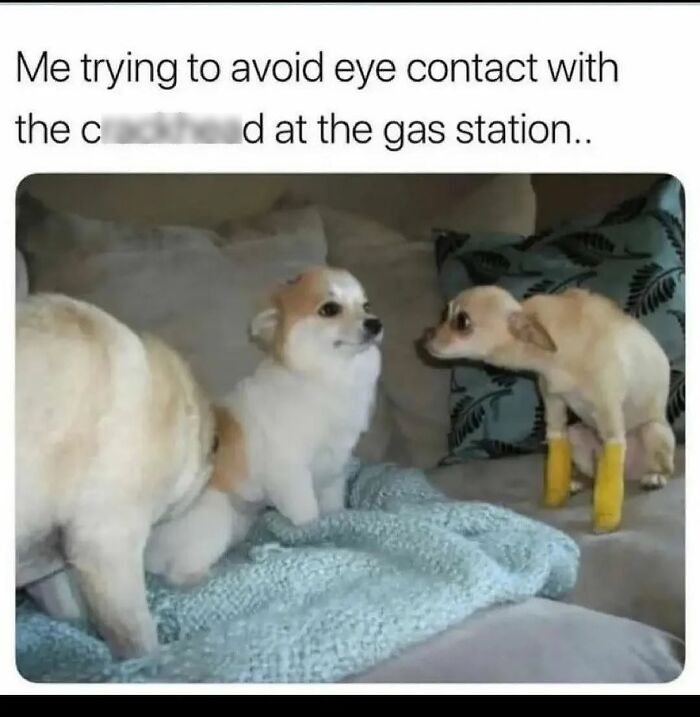 54 Hilarious Dog Memes That Prove Dogs Are Natural-Born Comedians, As Shared By This Page 54 Hilarious Dog Memes That Prove Dogs Are Natural-Born Comedians, As Shared By This Page
