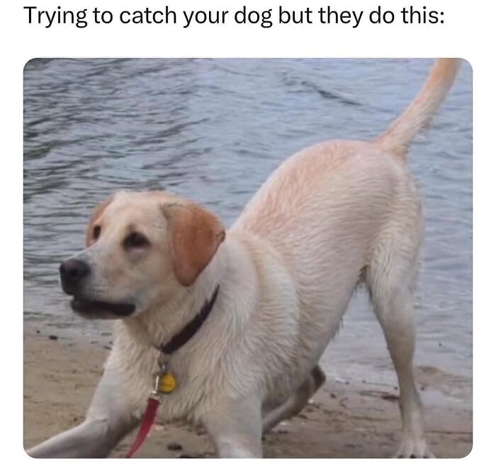 54 Hilarious Dog Memes That Prove Dogs Are Natural-Born Comedians, As Shared By This Page 54 Hilarious Dog Memes That Prove Dogs Are Natural-Born Comedians, As Shared By This Page