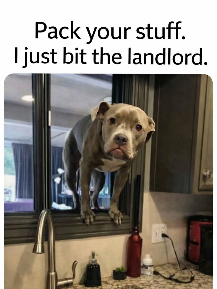 54 Hilarious Dog Memes That Prove Dogs Are Natural-Born Comedians, As Shared By This Page 54 Hilarious Dog Memes That Prove Dogs Are Natural-Born Comedians, As Shared By This Page