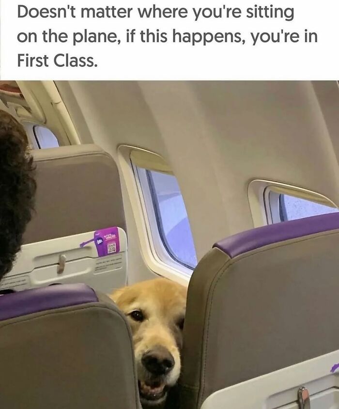 54 Hilarious Dog Memes That Prove Dogs Are Natural-Born Comedians, As Shared By This Page 54 Hilarious Dog Memes That Prove Dogs Are Natural-Born Comedians, As Shared By This Page