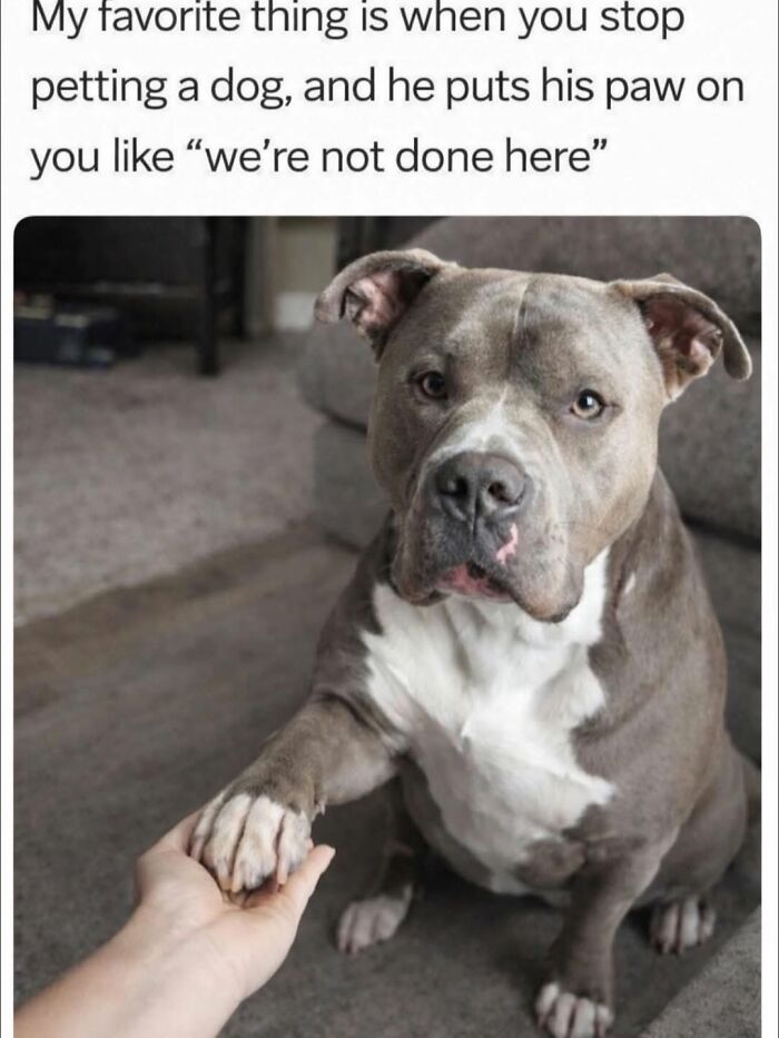 54 Hilarious Dog Memes That Prove Dogs Are Natural-Born Comedians, As Shared By This Page 54 Hilarious Dog Memes That Prove Dogs Are Natural-Born Comedians, As Shared By This Page