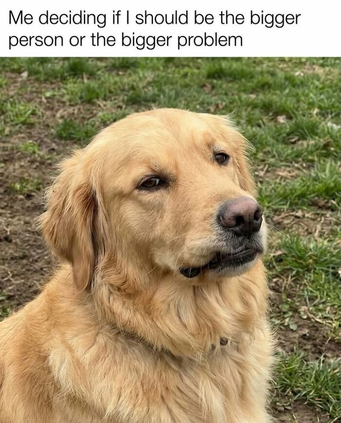 54 Hilarious Dog Memes That Prove Dogs Are Natural-Born Comedians, As Shared By This Page 54 Hilarious Dog Memes That Prove Dogs Are Natural-Born Comedians, As Shared By This Page