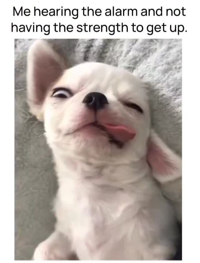 54 Hilarious Dog Memes That Prove Dogs Are Natural-Born Comedians, As Shared By This Page 54 Hilarious Dog Memes That Prove Dogs Are Natural-Born Comedians, As Shared By This Page