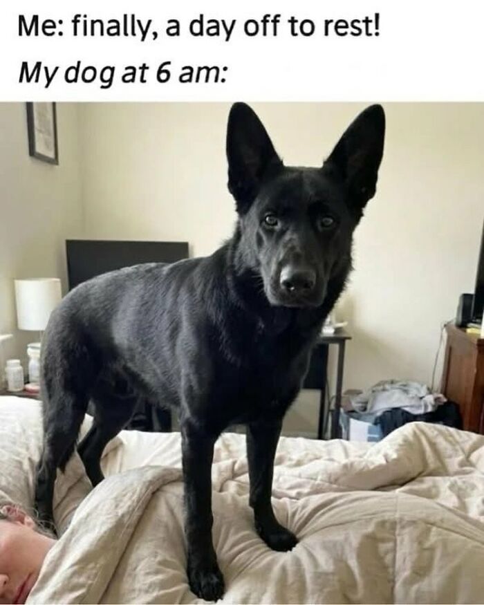 54 Hilarious Dog Memes That Prove Dogs Are Natural-Born Comedians, As Shared By This Page 54 Hilarious Dog Memes That Prove Dogs Are Natural-Born Comedians, As Shared By This Page