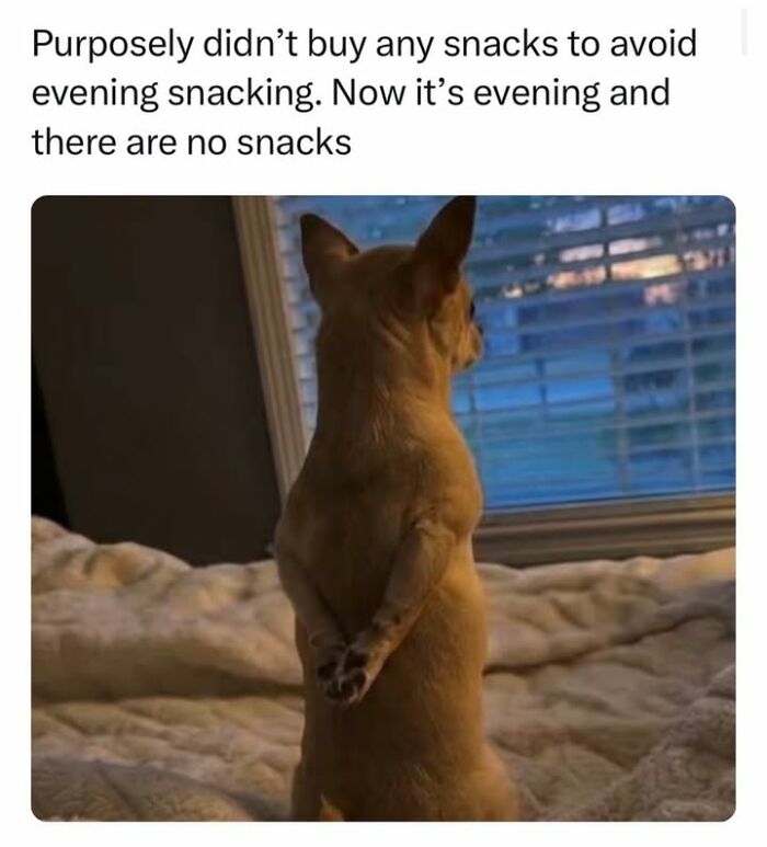 54 Hilarious Dog Memes That Prove Dogs Are Natural-Born Comedians, As Shared By This Page 54 Hilarious Dog Memes That Prove Dogs Are Natural-Born Comedians, As Shared By This Page