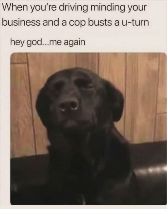 54 Hilarious Dog Memes That Prove Dogs Are Natural-Born Comedians, As Shared By This Page 54 Hilarious Dog Memes That Prove Dogs Are Natural-Born Comedians, As Shared By This Page