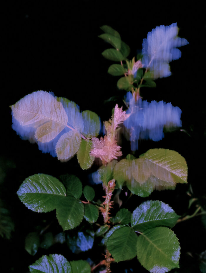 28 Dreamlike Works By Lela Amparo Where Ambient Music Meets Otherworldly Visuals