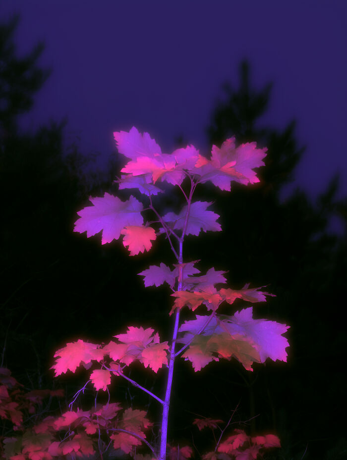 28 Dreamlike Works By Lela Amparo Where Ambient Music Meets Otherworldly Visuals
