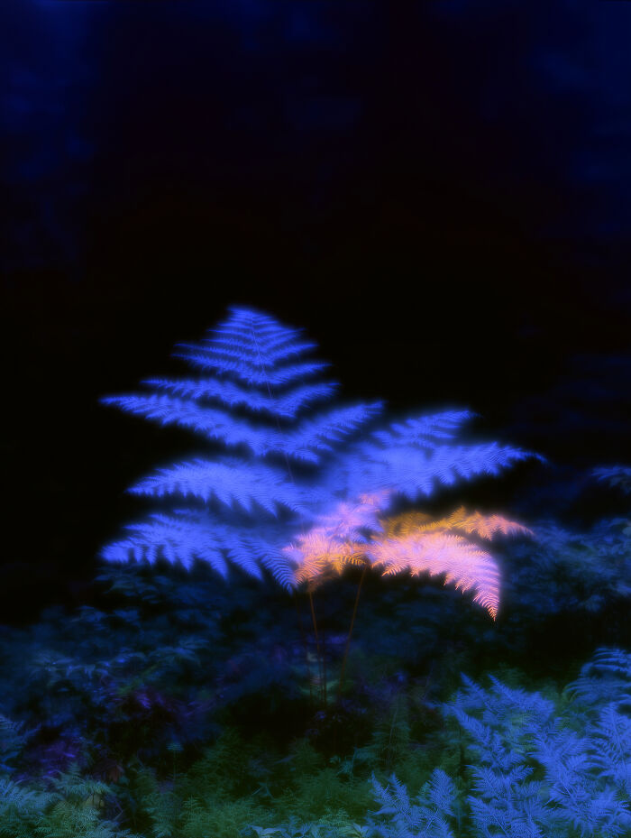 28 Dreamlike Works By Lela Amparo Where Ambient Music Meets Otherworldly Visuals
