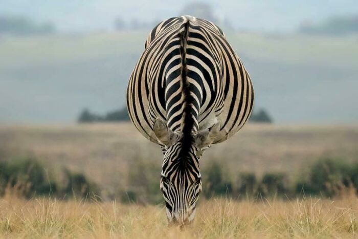 80 Photos That Make Your Brain And Your Eyes Fight About What’s Actually In Them 80 Photos That Make Your Brain And Your Eyes Fight About What’s Actually In Them