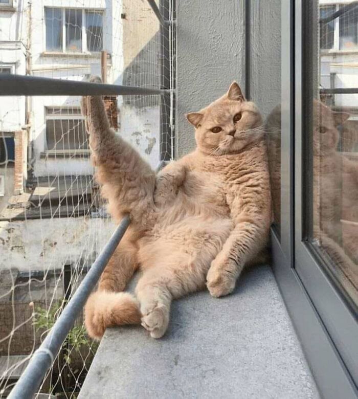 This Page Shared 51 Photos Of Cats In Ridiculous Positions And Places This Page Shared 51 Photos Of Cats In Ridiculous Positions And Places