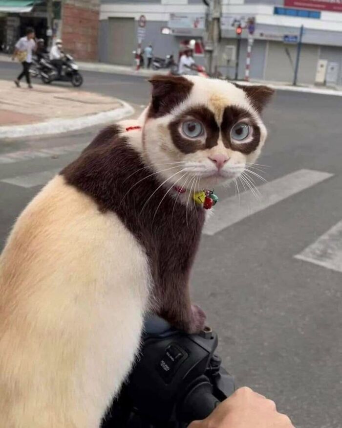 This Page Shared 51 Photos Of Cats In Ridiculous Positions And Places This Page Shared 51 Photos Of Cats In Ridiculous Positions And Places