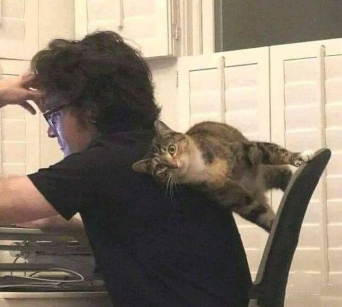 This Page Shared 51 Photos Of Cats In Ridiculous Positions And Places This Page Shared 51 Photos Of Cats In Ridiculous Positions And Places