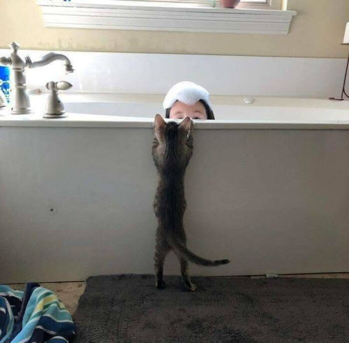 This Page Shared 51 Photos Of Cats In Ridiculous Positions And Places This Page Shared 51 Photos Of Cats In Ridiculous Positions And Places