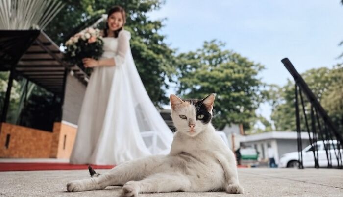 This Page Shared 51 Photos Of Cats In Ridiculous Positions And Places This Page Shared 51 Photos Of Cats In Ridiculous Positions And Places