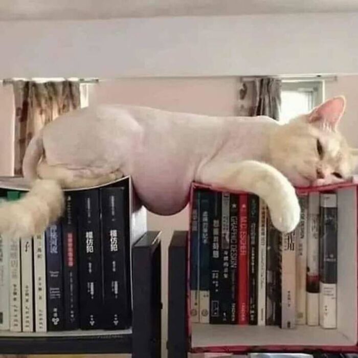 This Page Shared 51 Photos Of Cats In Ridiculous Positions And Places This Page Shared 51 Photos Of Cats In Ridiculous Positions And Places