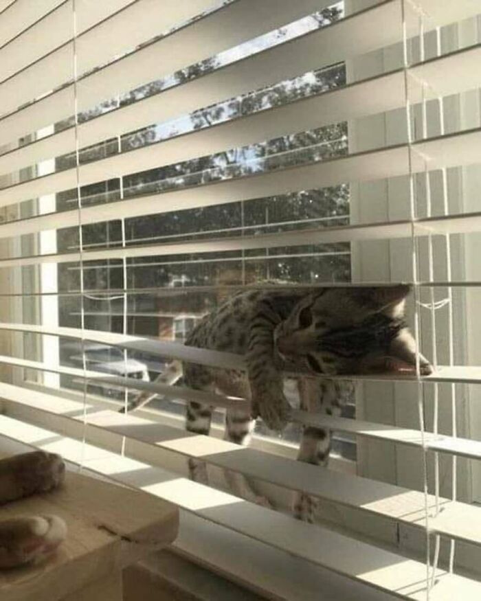 This Page Shared 51 Photos Of Cats In Ridiculous Positions And Places This Page Shared 51 Photos Of Cats In Ridiculous Positions And Places