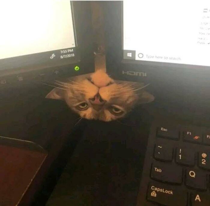 This Page Shared 51 Photos Of Cats In Ridiculous Positions And Places This Page Shared 51 Photos Of Cats In Ridiculous Positions And Places