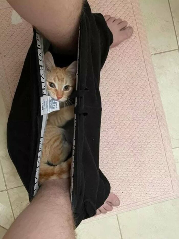 This Page Shared 51 Photos Of Cats In Ridiculous Positions And Places This Page Shared 51 Photos Of Cats In Ridiculous Positions And Places
