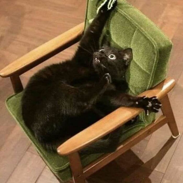 This Page Shared 51 Photos Of Cats In Ridiculous Positions And Places This Page Shared 51 Photos Of Cats In Ridiculous Positions And Places