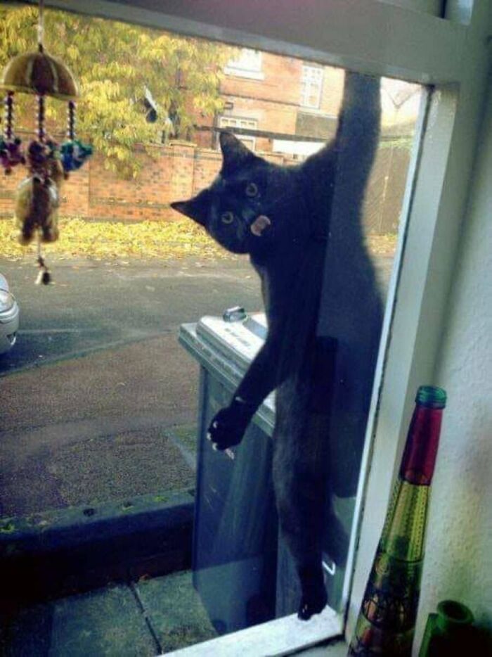 This Page Shared 51 Photos Of Cats In Ridiculous Positions And Places This Page Shared 51 Photos Of Cats In Ridiculous Positions And Places