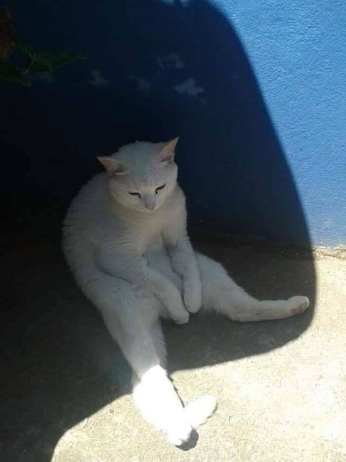 This Page Shared 51 Photos Of Cats In Ridiculous Positions And Places This Page Shared 51 Photos Of Cats In Ridiculous Positions And Places