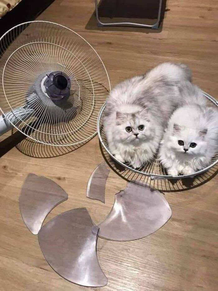 This Page Shared 51 Photos Of Cats In Ridiculous Positions And Places This Page Shared 51 Photos Of Cats In Ridiculous Positions And Places
