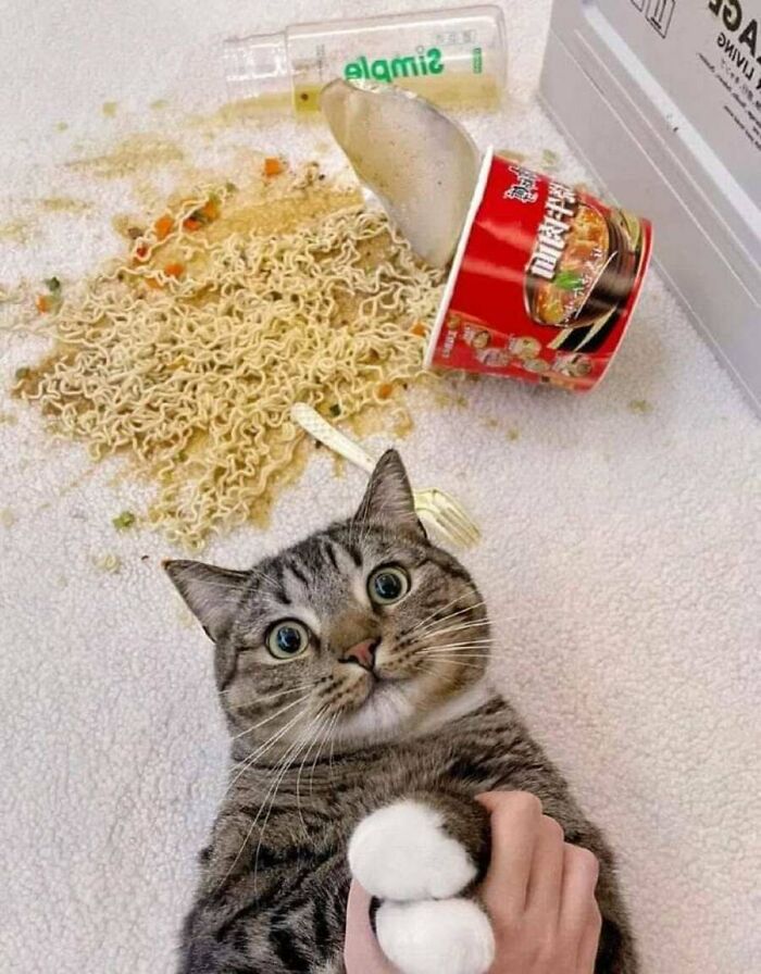 This Page Shared 51 Photos Of Cats In Ridiculous Positions And Places This Page Shared 51 Photos Of Cats In Ridiculous Positions And Places