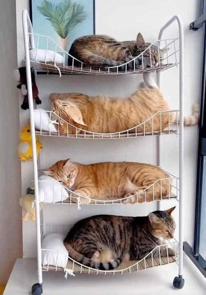 This Page Shared 51 Photos Of Cats In Ridiculous Positions And Places This Page Shared 51 Photos Of Cats In Ridiculous Positions And Places