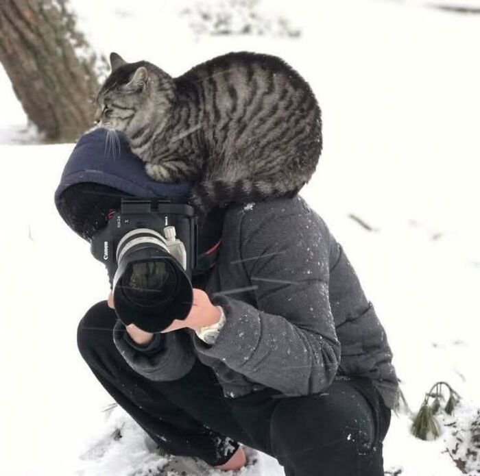 This Page Shared 51 Photos Of Cats In Ridiculous Positions And Places This Page Shared 51 Photos Of Cats In Ridiculous Positions And Places