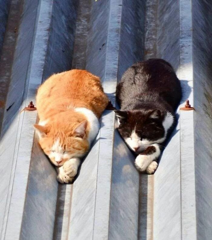 This Page Shared 51 Photos Of Cats In Ridiculous Positions And Places This Page Shared 51 Photos Of Cats In Ridiculous Positions And Places