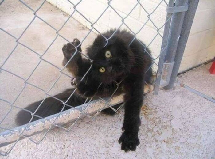 This Page Shared 51 Photos Of Cats In Ridiculous Positions And Places This Page Shared 51 Photos Of Cats In Ridiculous Positions And Places