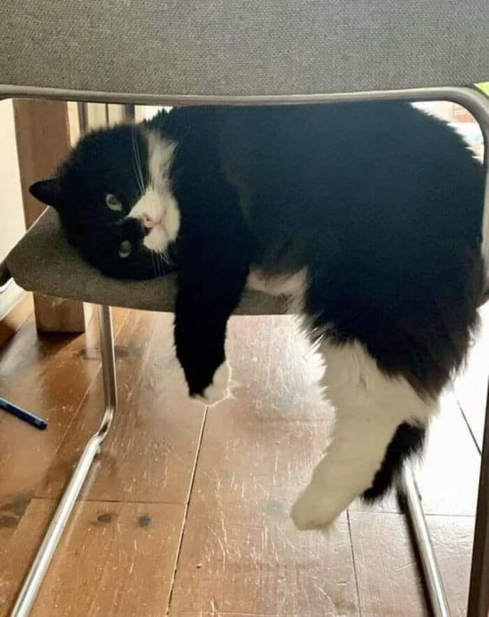 This Page Shared 51 Photos Of Cats In Ridiculous Positions And Places This Page Shared 51 Photos Of Cats In Ridiculous Positions And Places