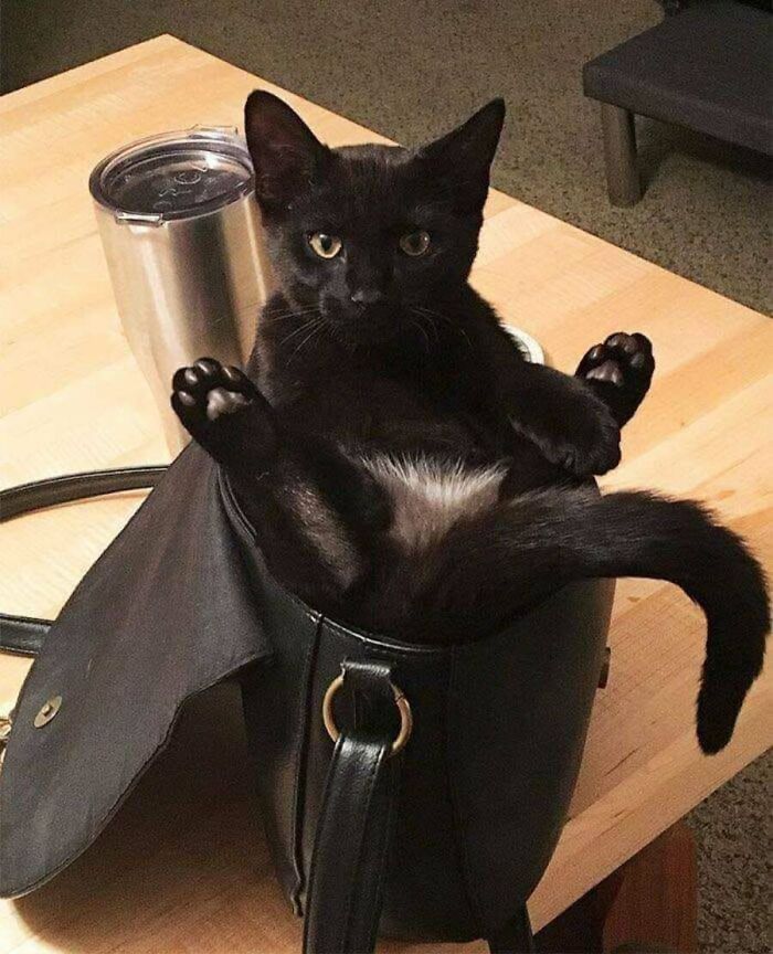 This Page Shared 51 Photos Of Cats In Ridiculous Positions And Places This Page Shared 51 Photos Of Cats In Ridiculous Positions And Places