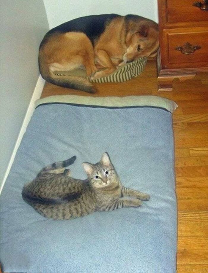 This Page Shared 51 Photos Of Cats In Ridiculous Positions And Places This Page Shared 51 Photos Of Cats In Ridiculous Positions And Places